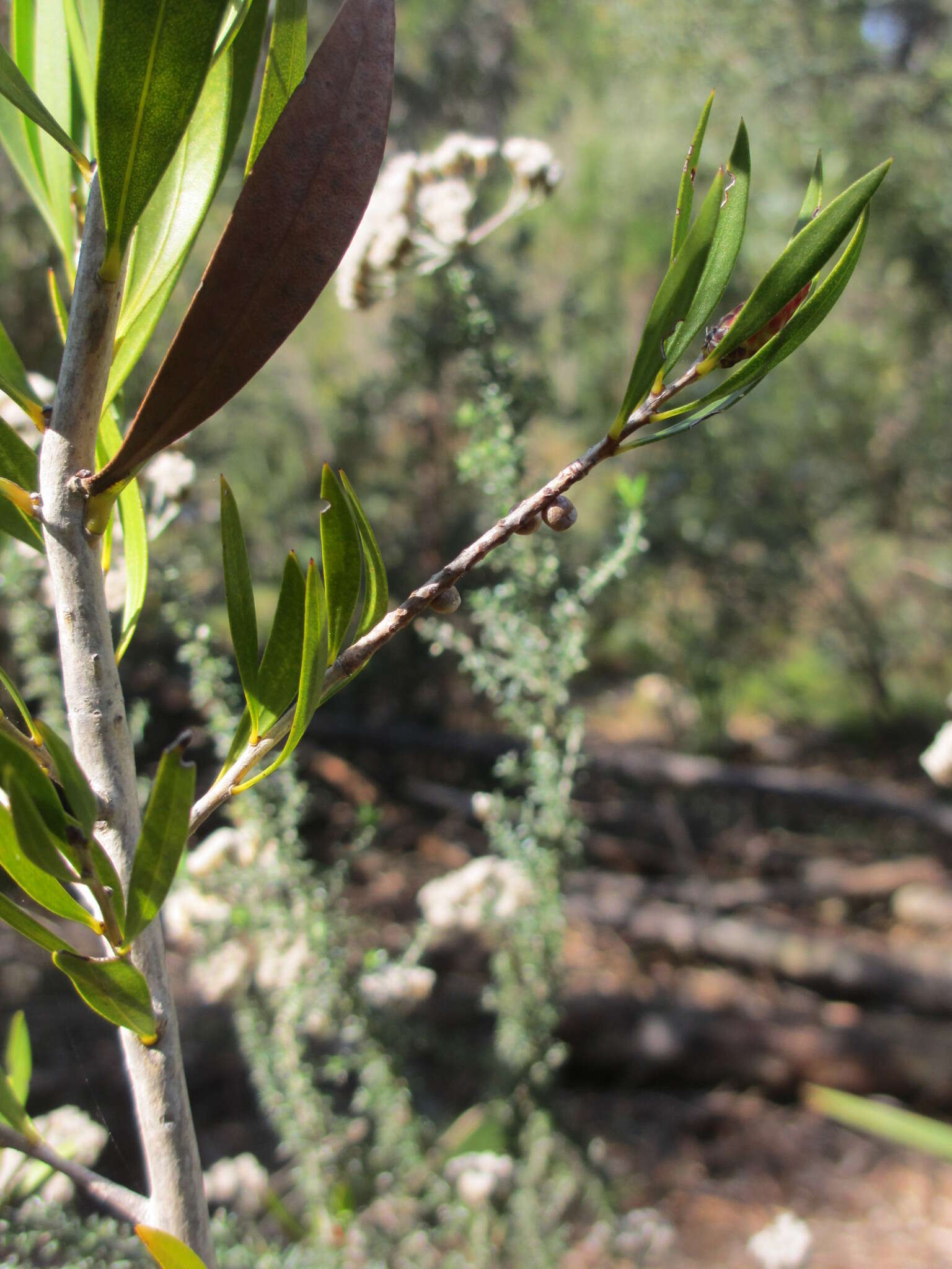 Plancia ëd Callistemon salignus (Sm.) Colv. ex Sweet