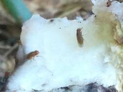 Image of African Fig Fly