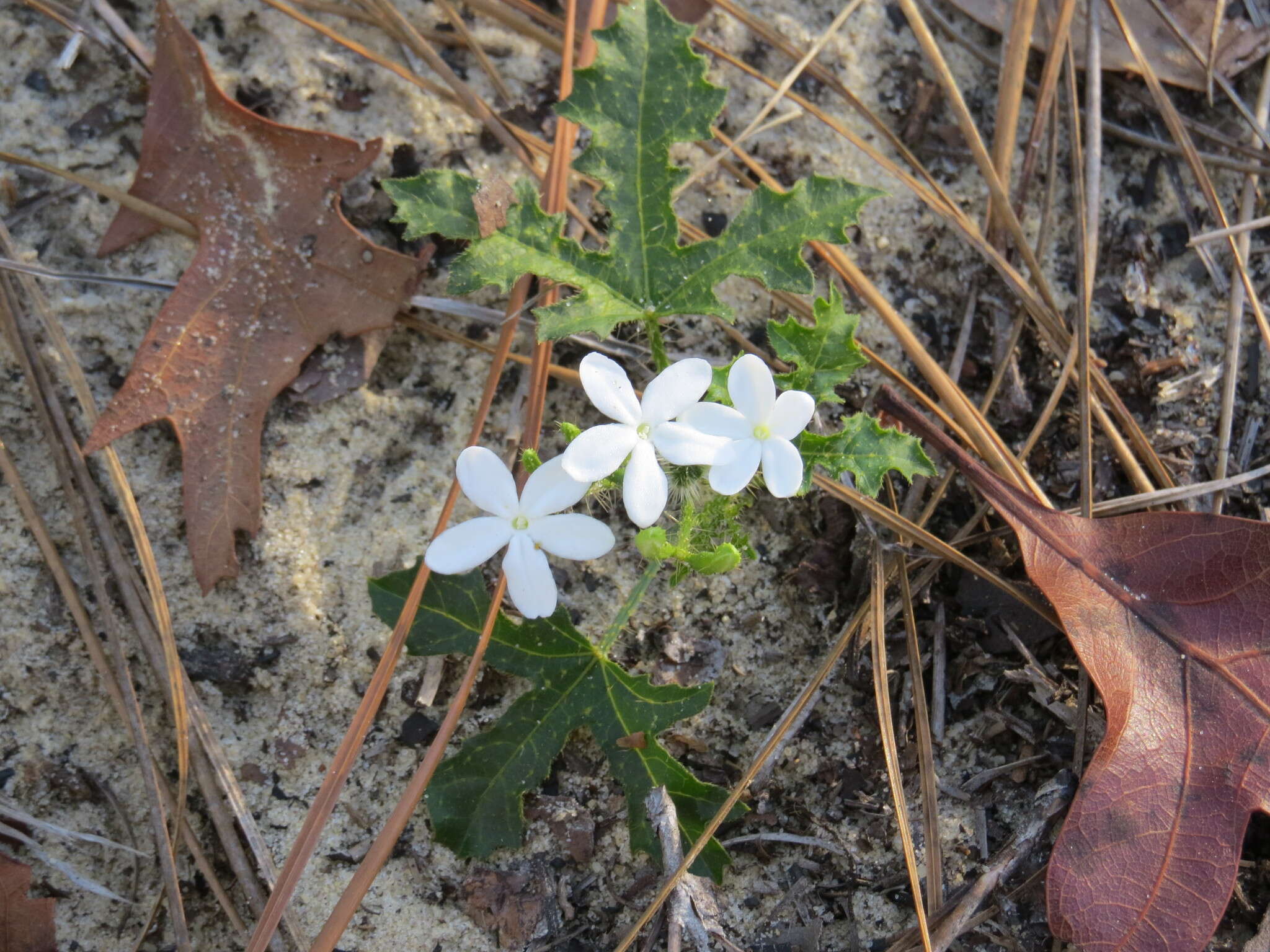 Imagem de Cnidoscolus urens var. stimulosus (Michx.) Govaerts