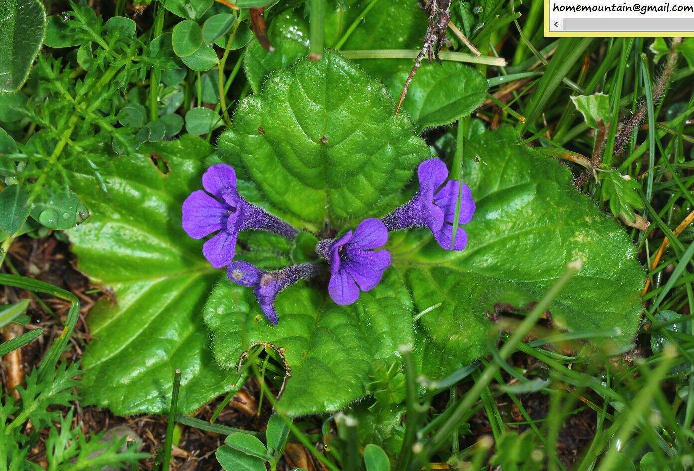 Plancia ëd Ajuga ovalifolia Bureau & Franch.