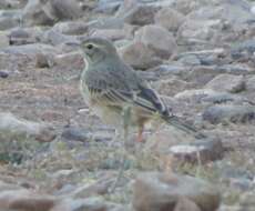 Image of Nicholson's Pipit