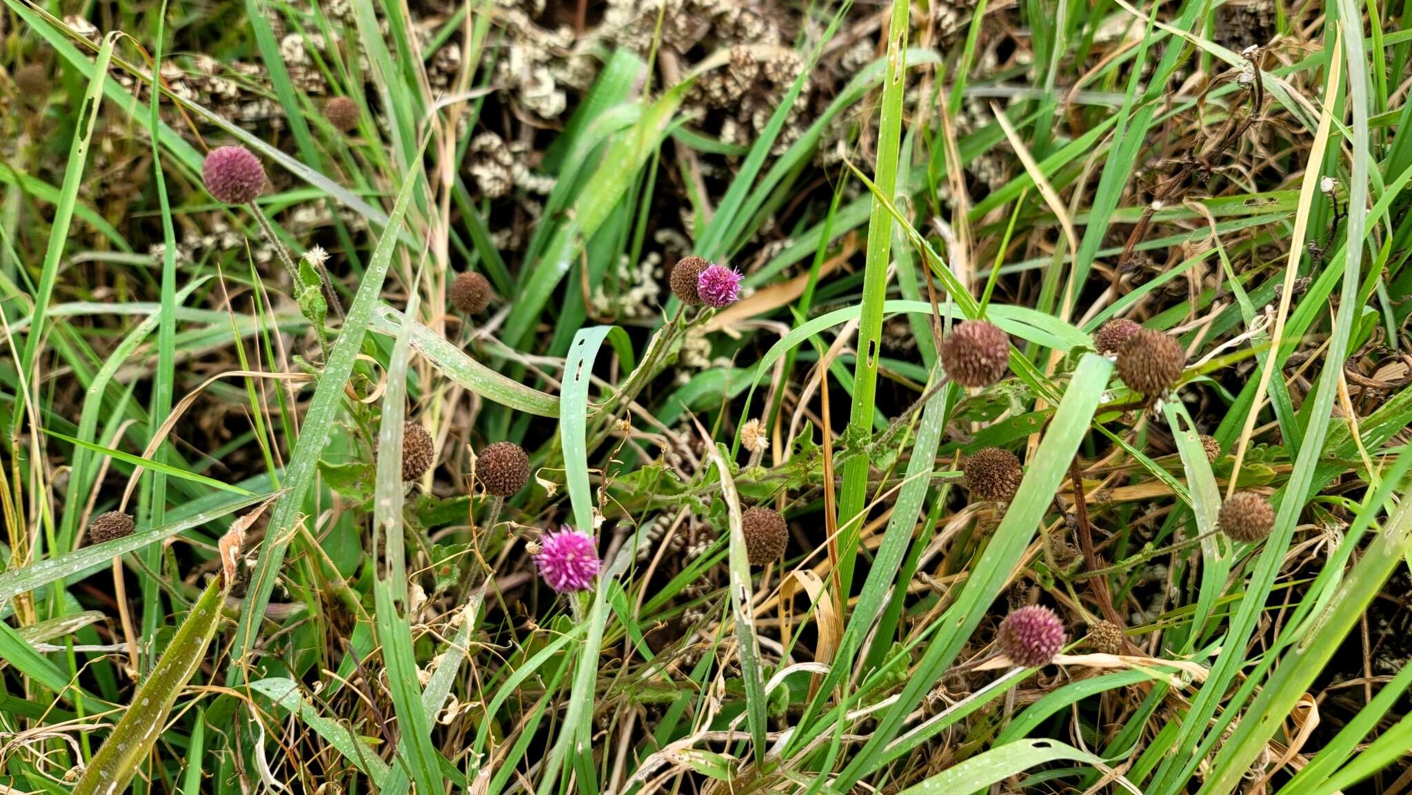 Plancia ëd Sphaeranthus peduncularis DC.