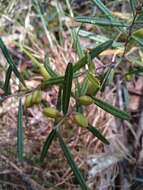 Image of Hovea clavata I. Thomps.