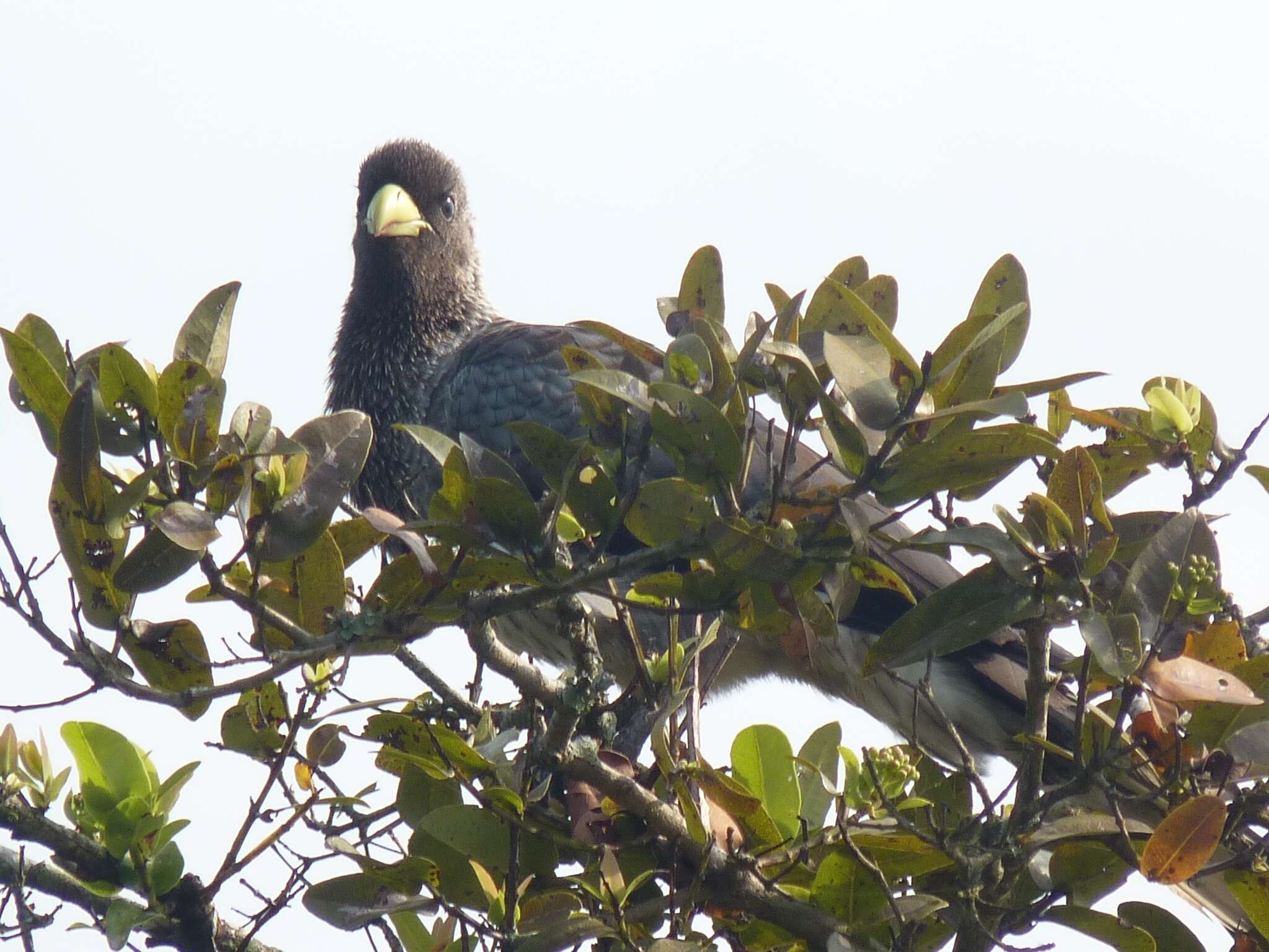 Image of Eastern Plantain-eater