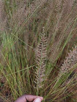 Image of Cross grass