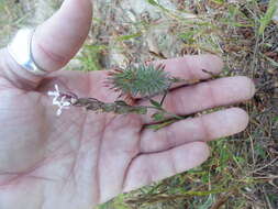 Sivun Trifolium angustifolium L. kuva