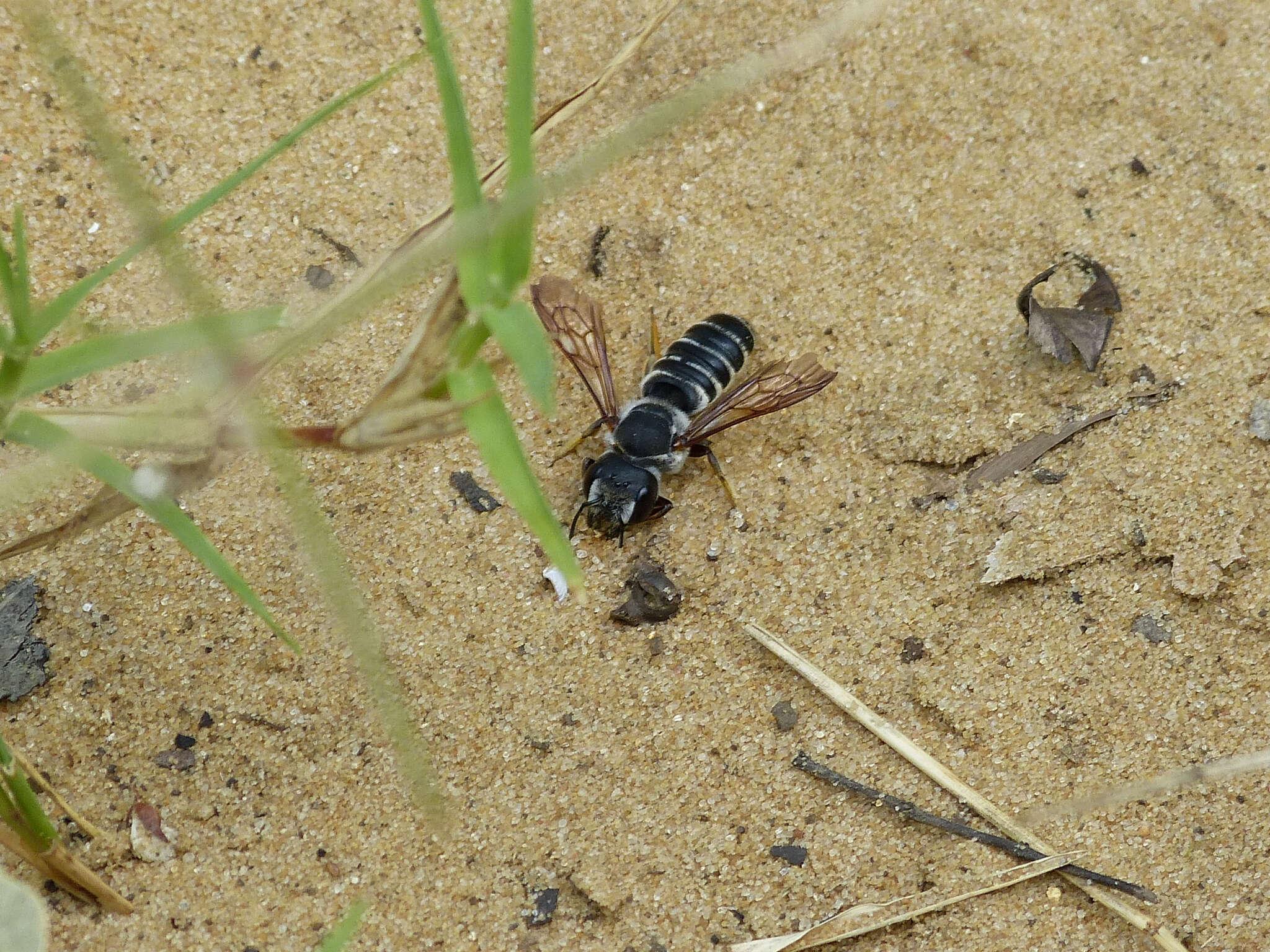 Image de Megachile policaris Say 1831