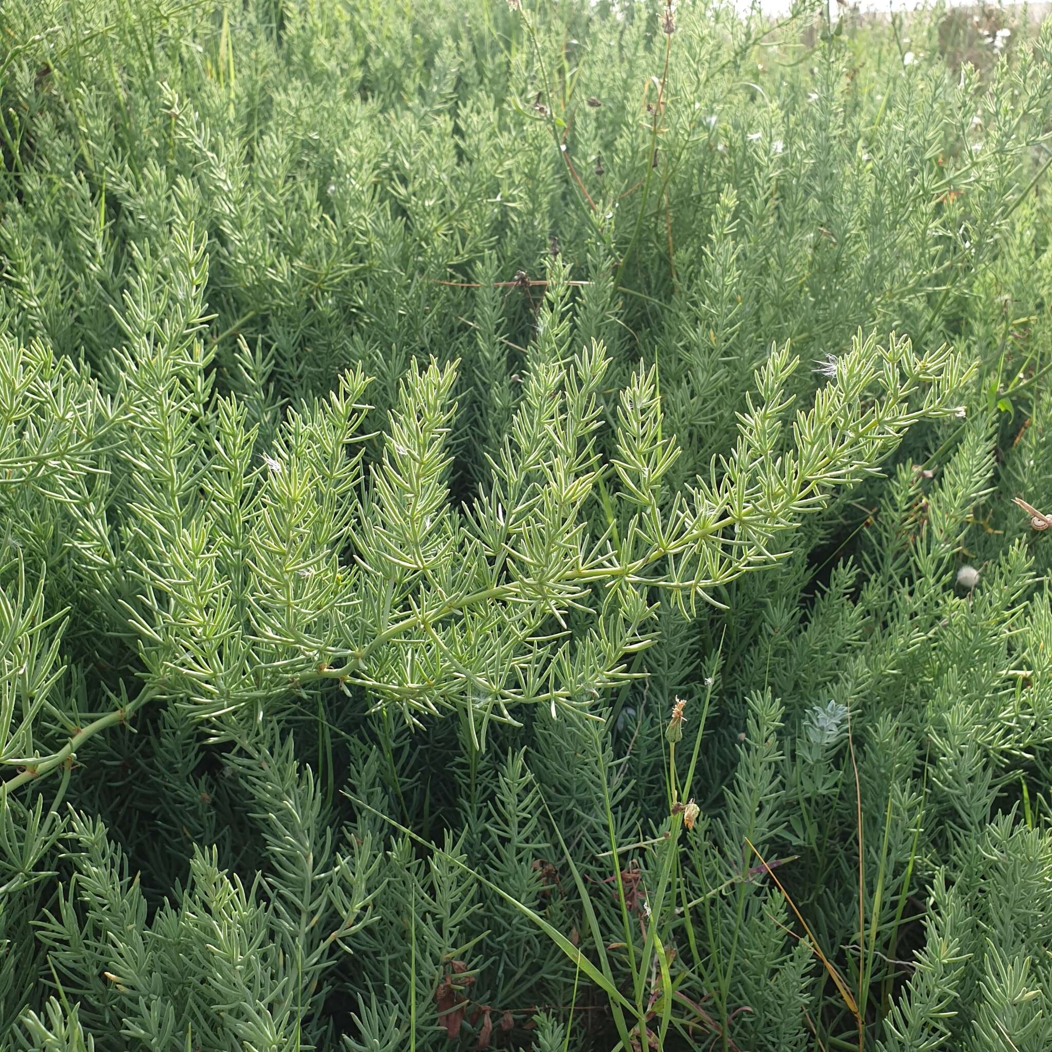 Image of Asparagus macrorrhizus Pedrol, J. J. Regalado & López Encina