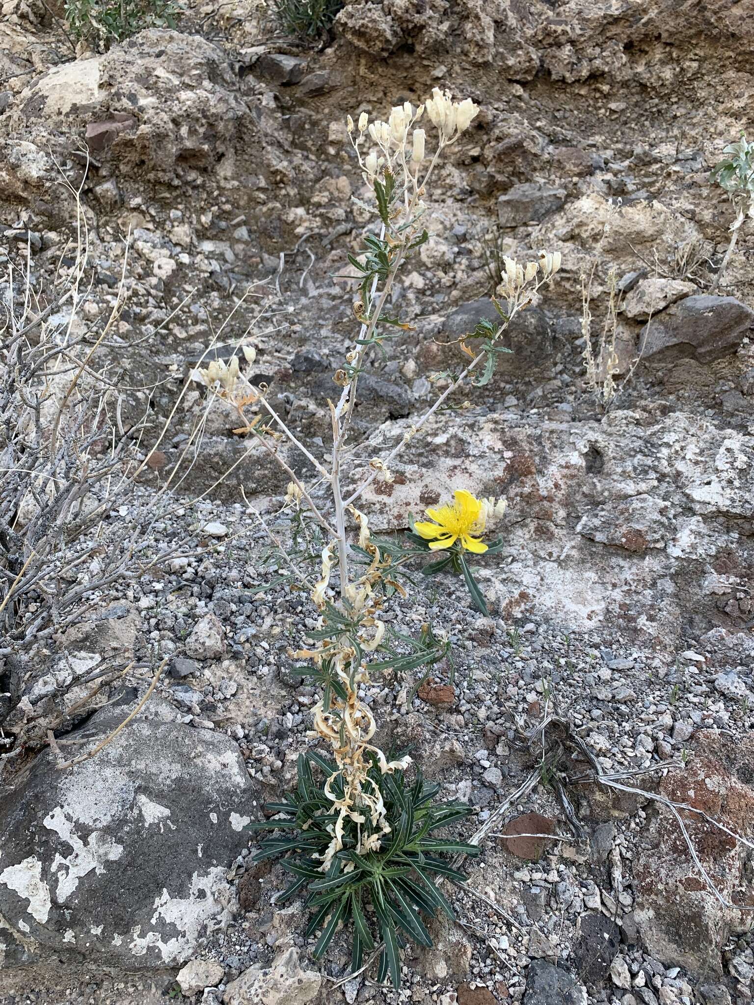 Image of Mentzelia longiloba var. yavapaiensis J. J. Schenk & L. Hufford