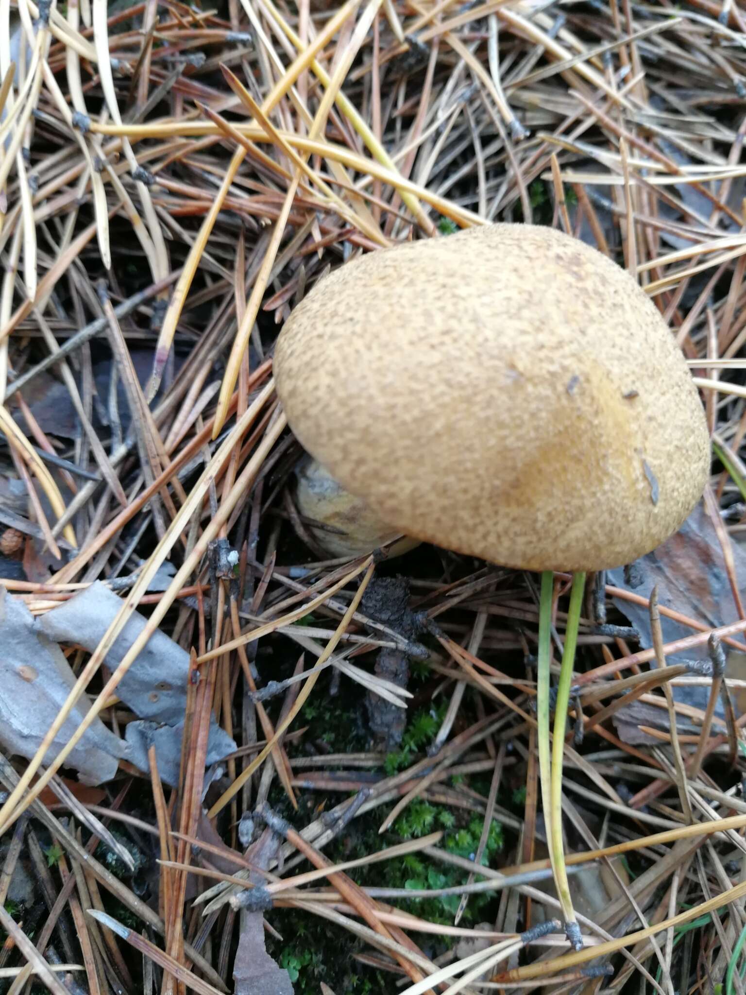 Imagem de Suillus variegatus (Sw.) Richon & Roze 1888