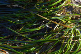 Image of Scouler's surfgrass