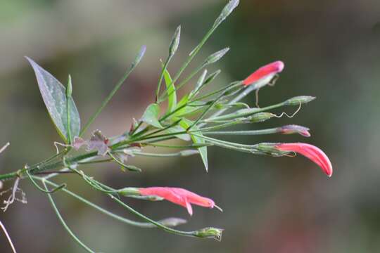 Image of Dicliptera sciadephora Donn. Sm.