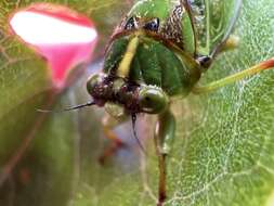 Image of subalpine green cicada