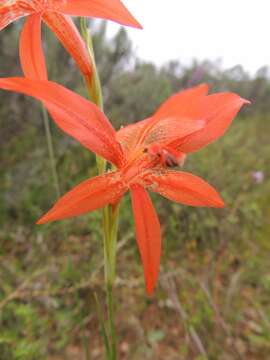 Image of Gladiolus watsonius Thunb.