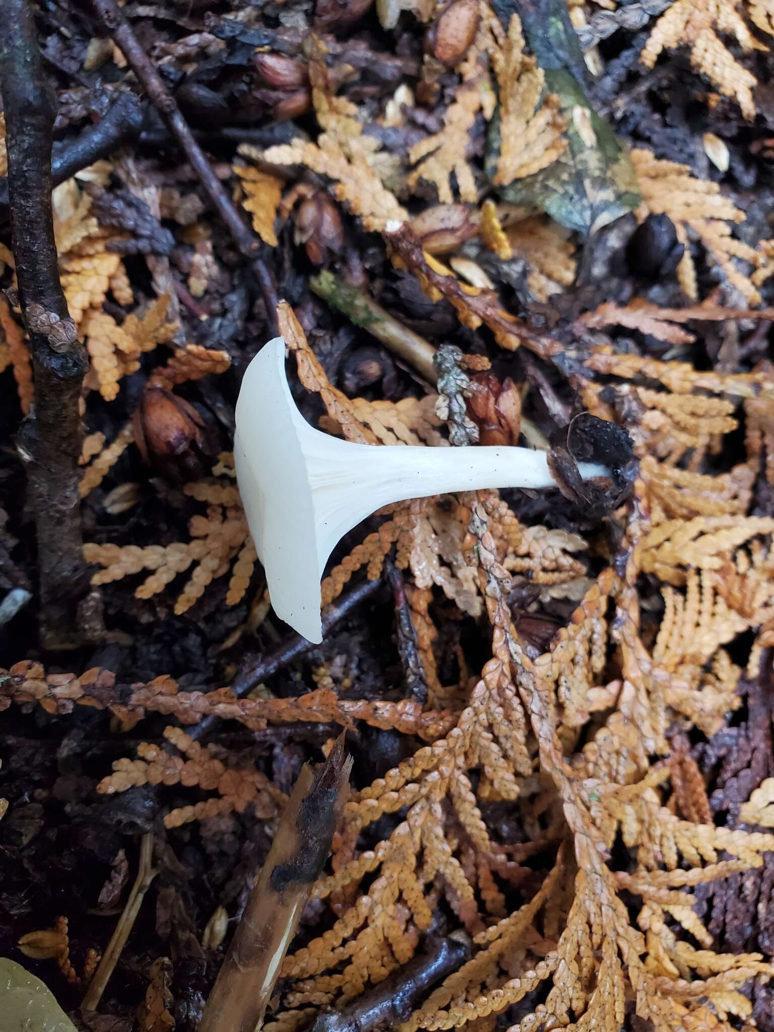 Sivun Cuphophyllus borealis (Peck) Bon ex Courtec. 1985 kuva