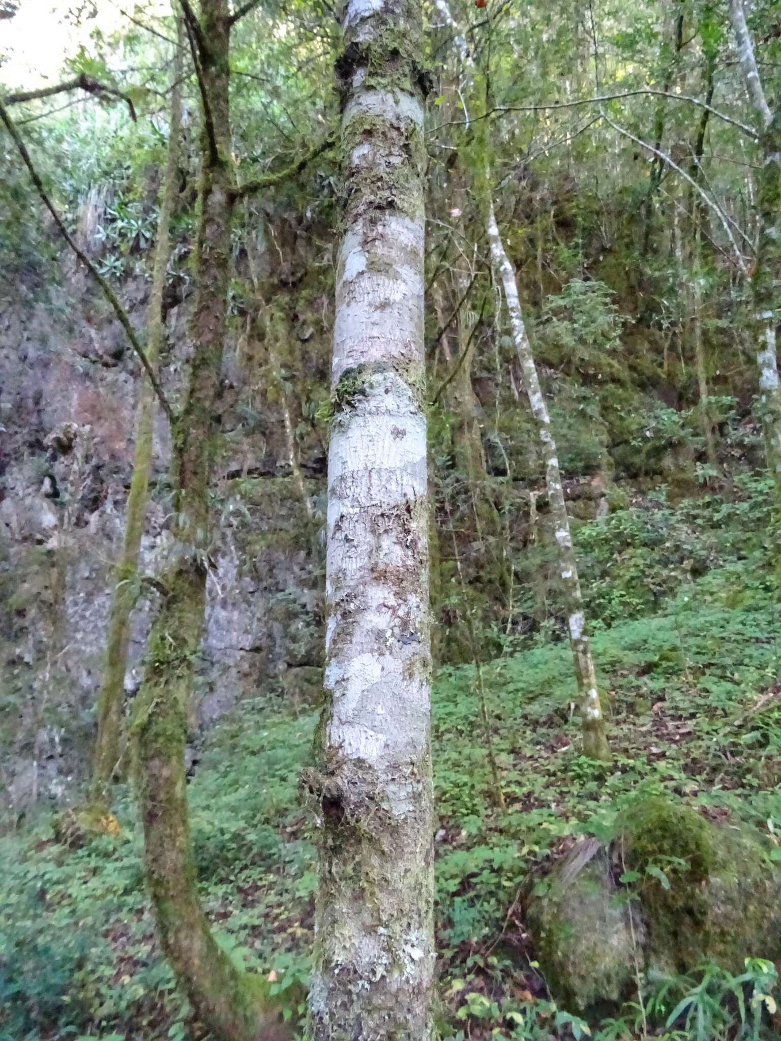 Image of Mesoamerican Yew