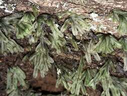 Image de Hymenophyllum neocaledonicum (C. Chr.) Rouhan & C. Del Rio