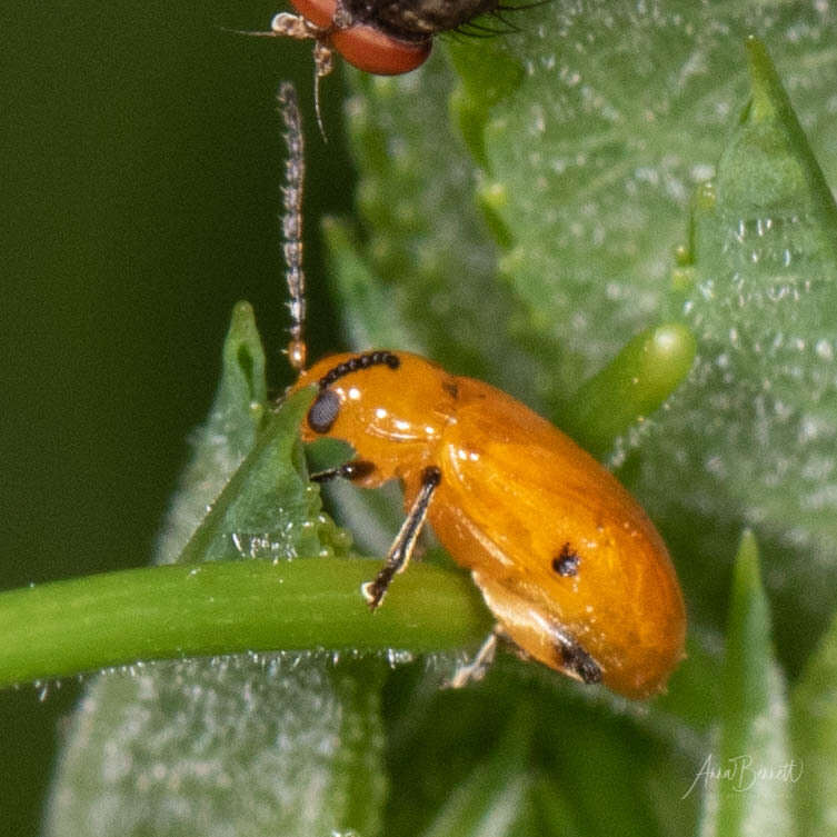 Image de Parchicola tibialis (Olivier 1808)