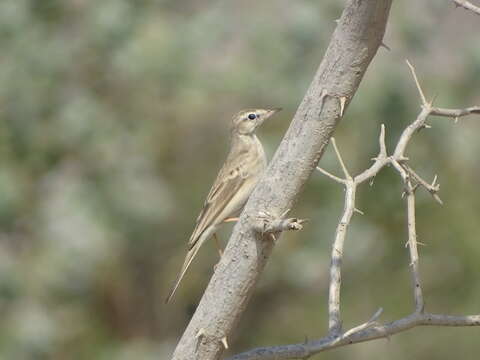 Image of Long-billed Pipit