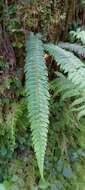 Polystichum nepalense (Spreng.) C. Chr. resmi