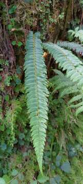 Plancia ëd Polystichum nepalense (Spreng.) C. Chr.