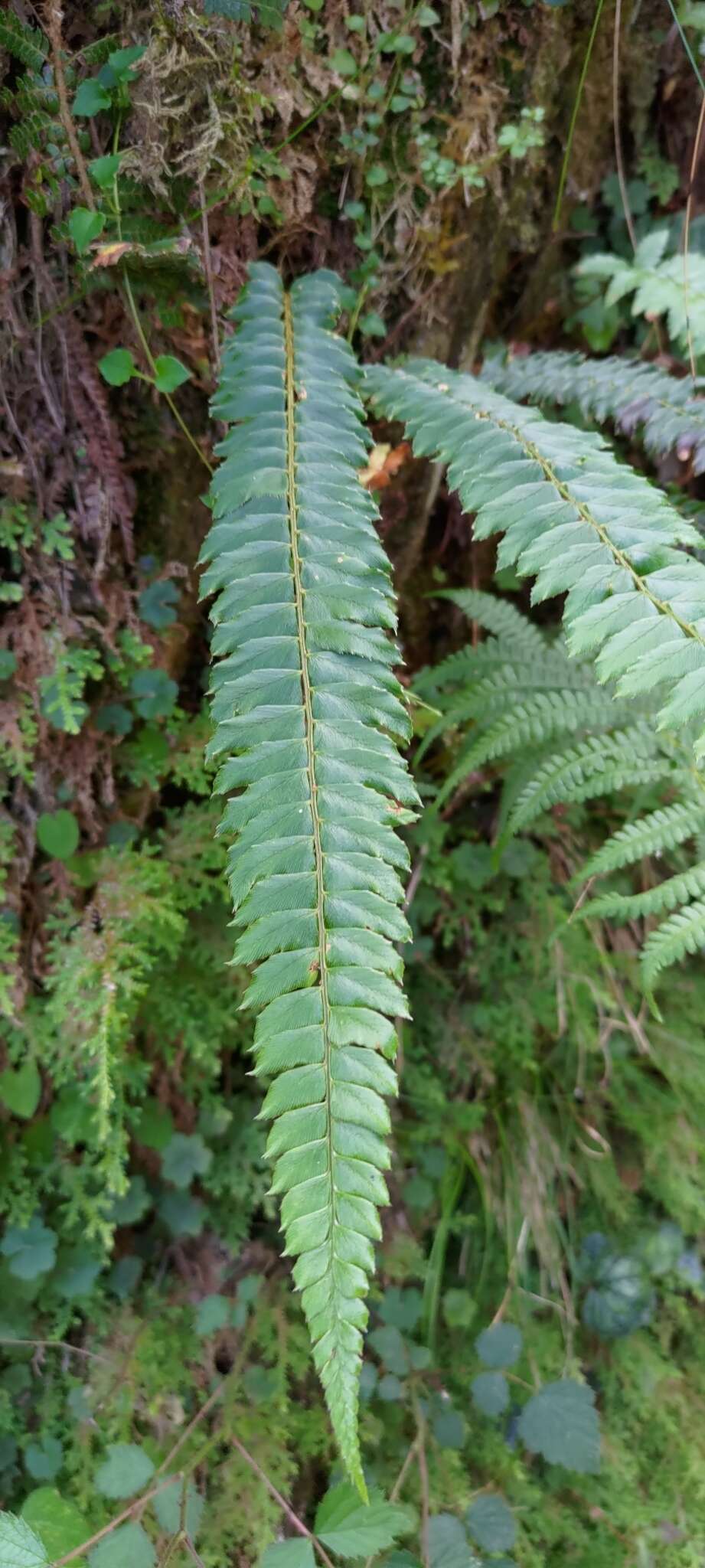 Polystichum nepalense (Spreng.) C. Chr. resmi