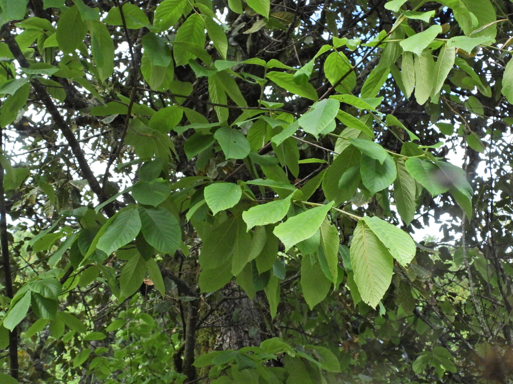 Image of Quercus longispica (Hand.-Mazz.) A. Camus