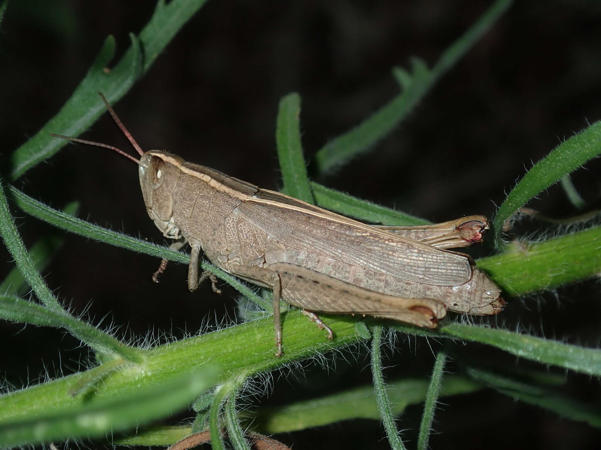 Apotropis tricarinata (Stål 1878) resmi