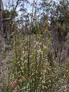 Image of Leptomeria drupacea (Labill.) Druce