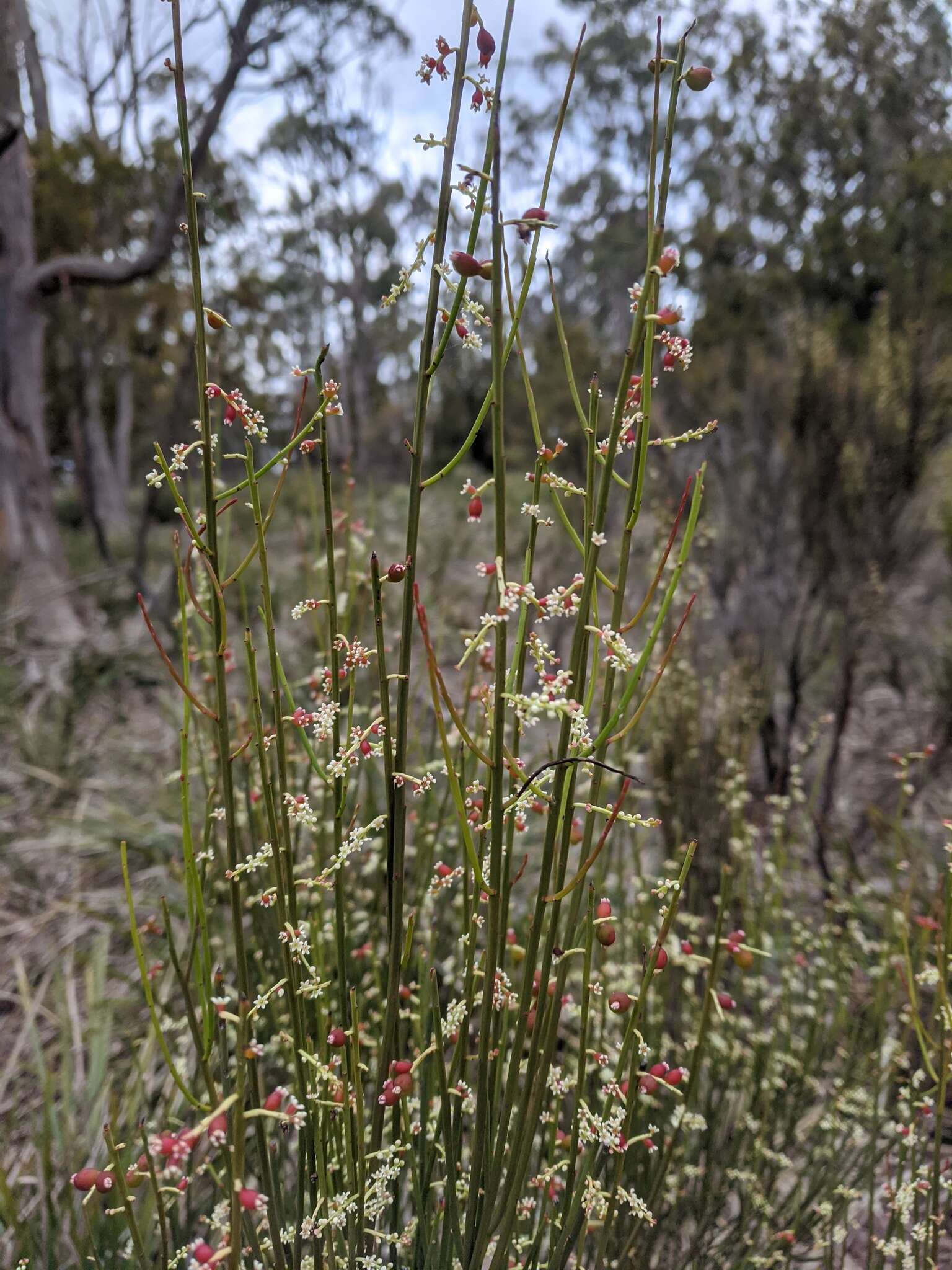 Image of Leptomeria drupacea (Labill.) Druce