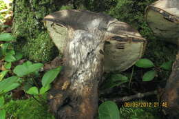 Imagem de Tylopilus atronicotianus Both 1998