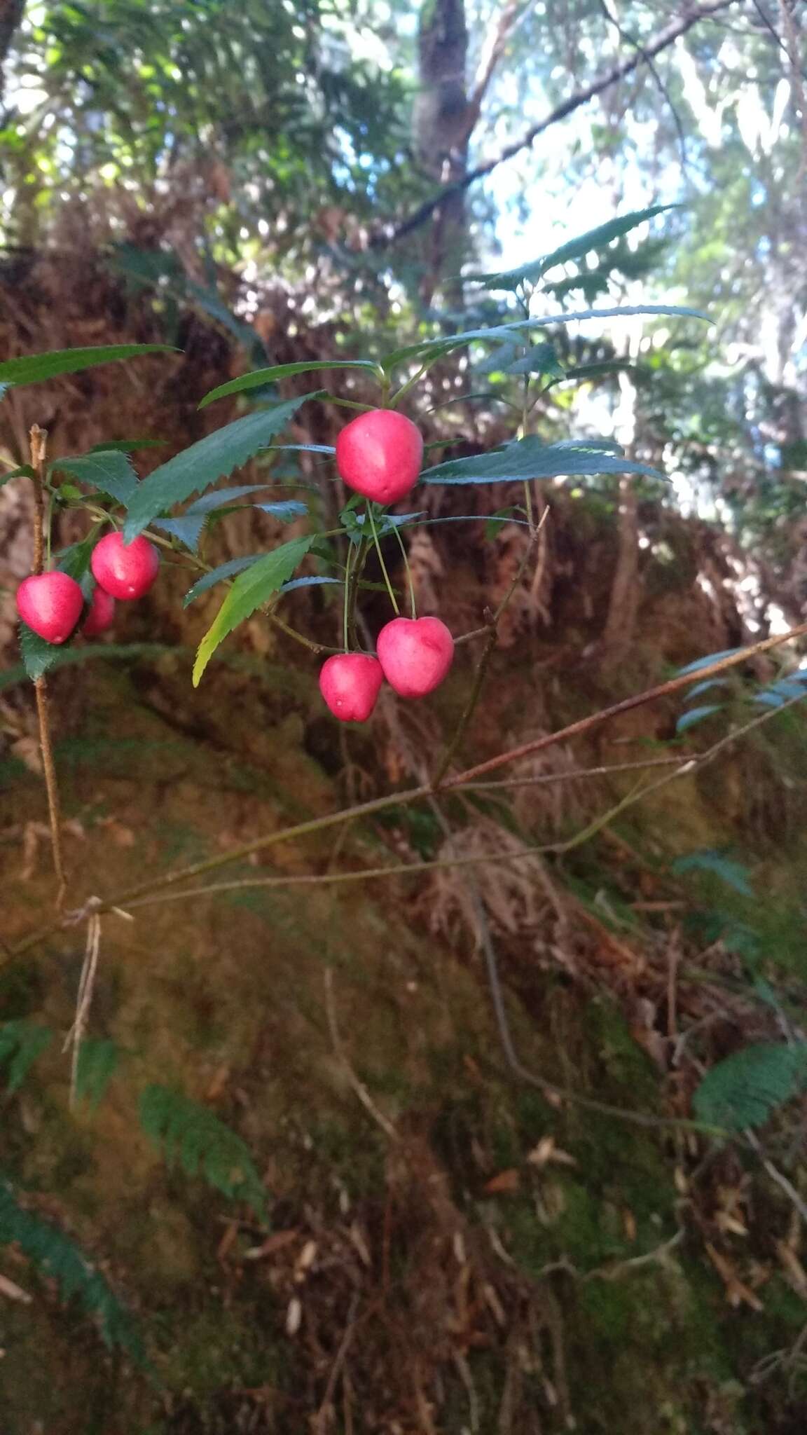 Image of Aristotelia peduncularis (Labill.) J. D. Hook.