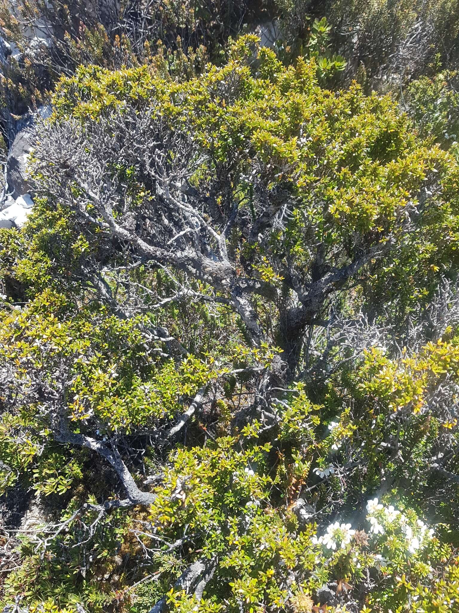 Image of Coprosma nitida Hook. fil.