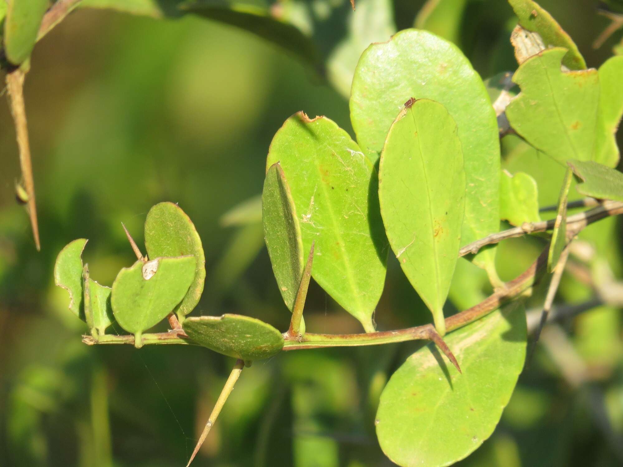 Image of Gymnosporia arenicola M. Jordaan