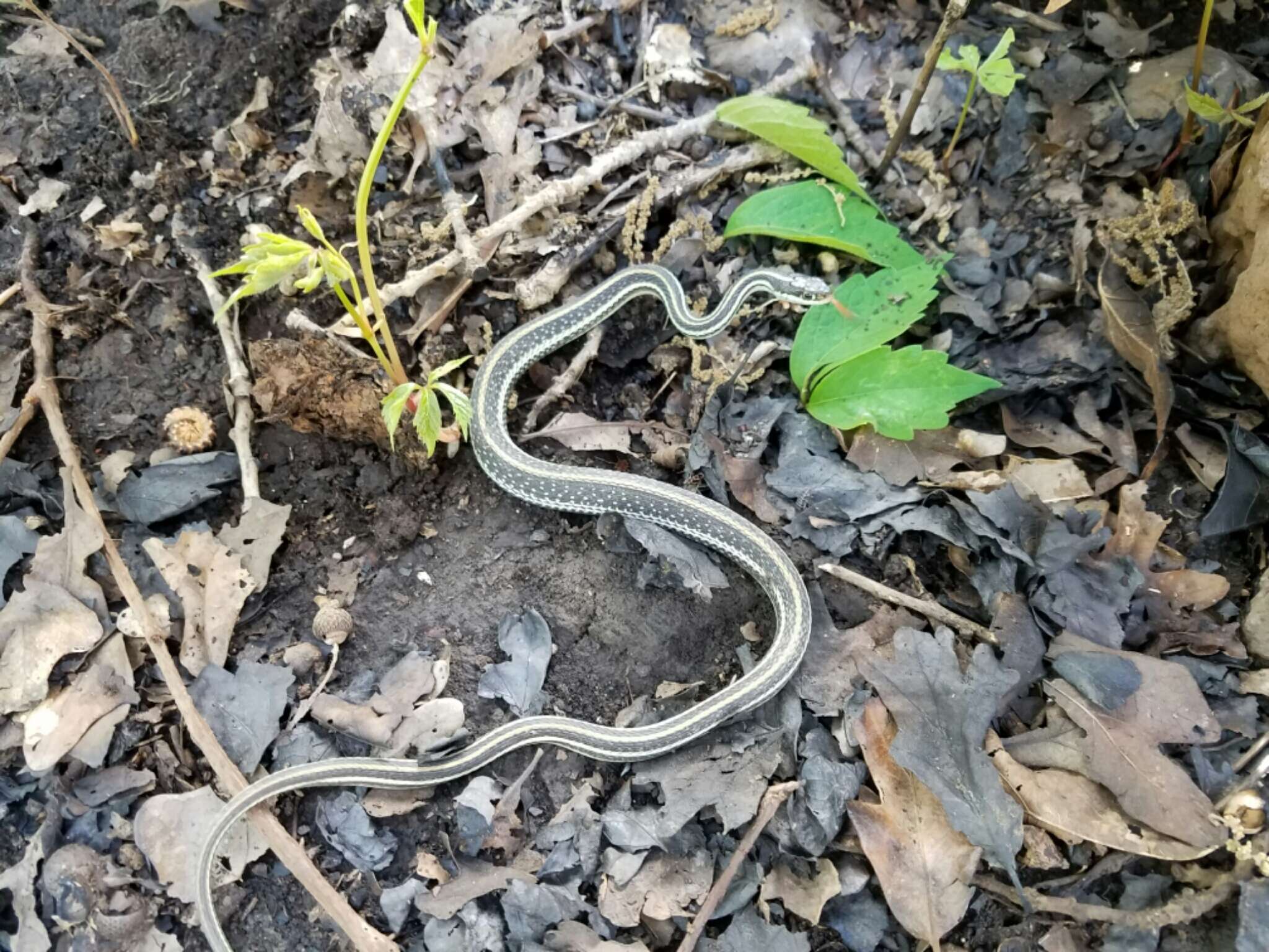 Image of Thamnophis proximus proximus (Say ex James 1823)