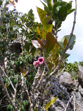 Image of Schlegelia parasitica (Sw.) Griseb.