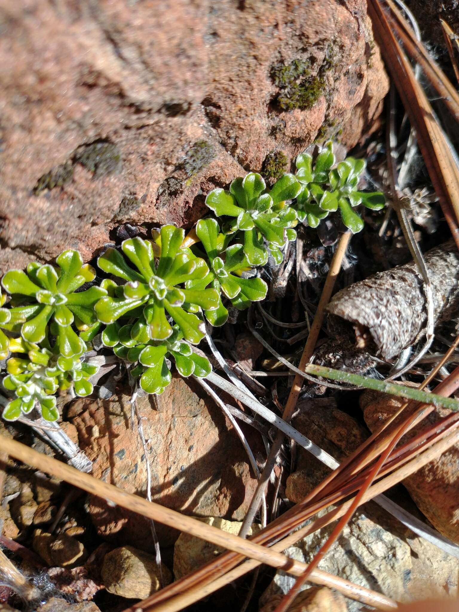 Imagem de Antennaria suffrutescens Greene