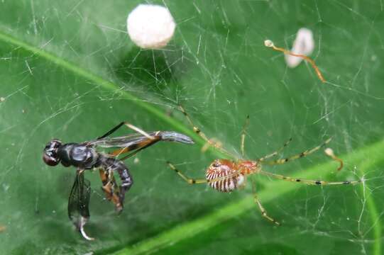 Image of Theridion zonulatum Thorell 1890