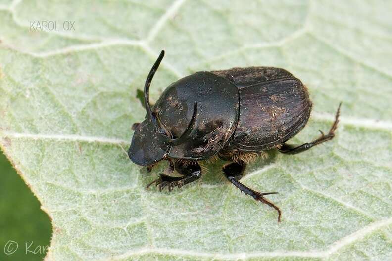 Image of Onthophagus illyricus (Scopoli 1763)