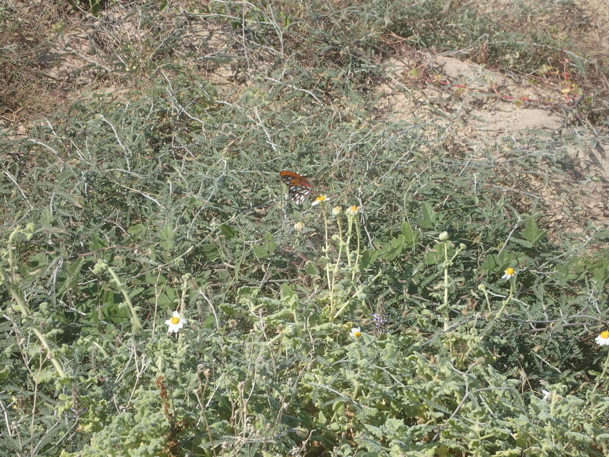 Image of Marina maritima (Brandegee) Barneby