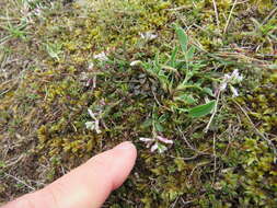 Sivun Polygala vulgaris subsp. collina (Rchb.) Borbàs kuva