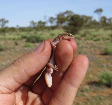 Image of Burrow-plug Gecko