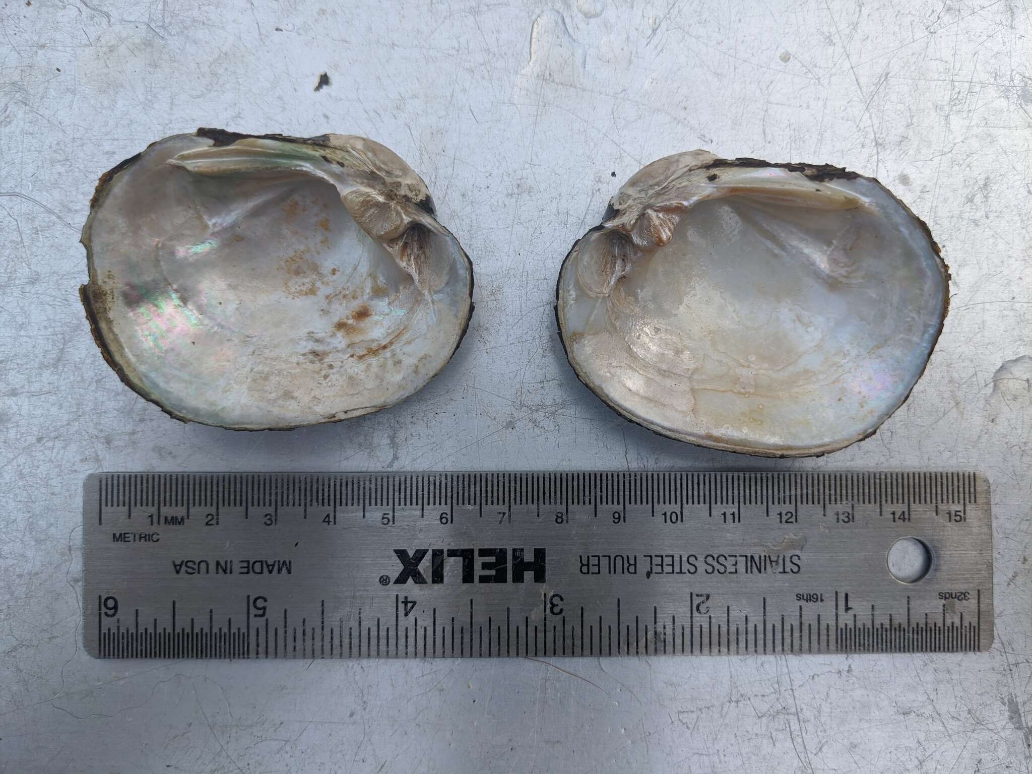 Image of Higgins' Eye Pearly Mussel