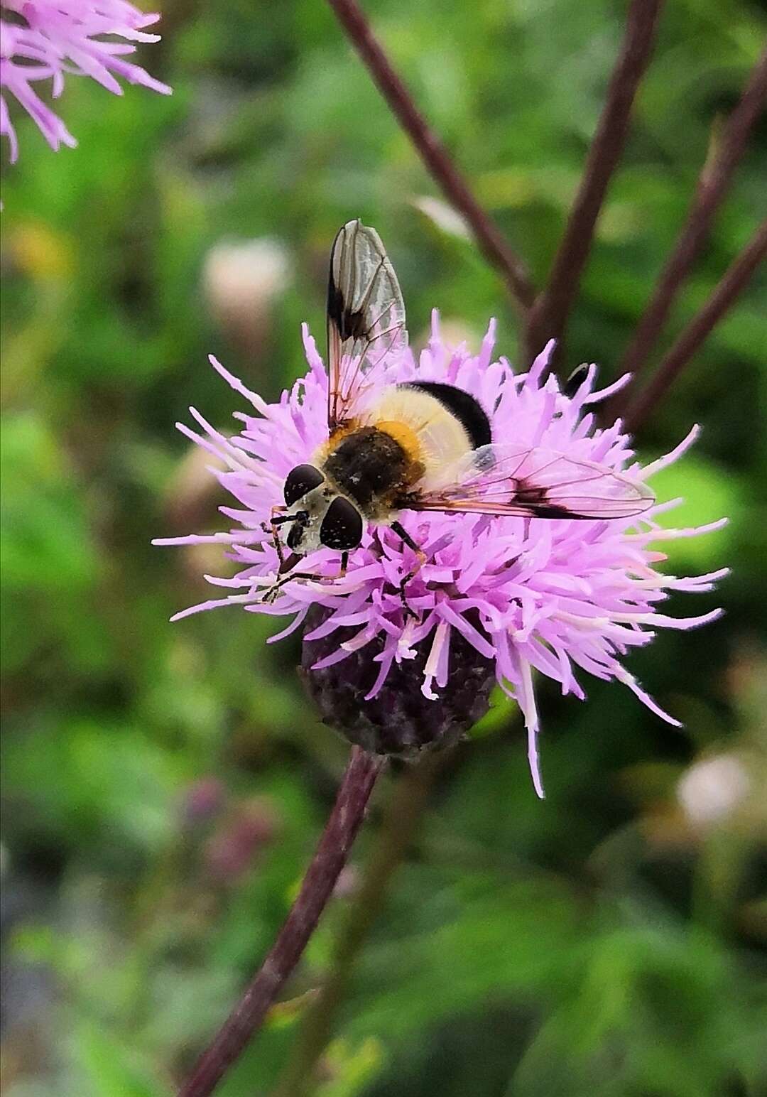 Leucozona inopinata Doczkal 2000 resmi