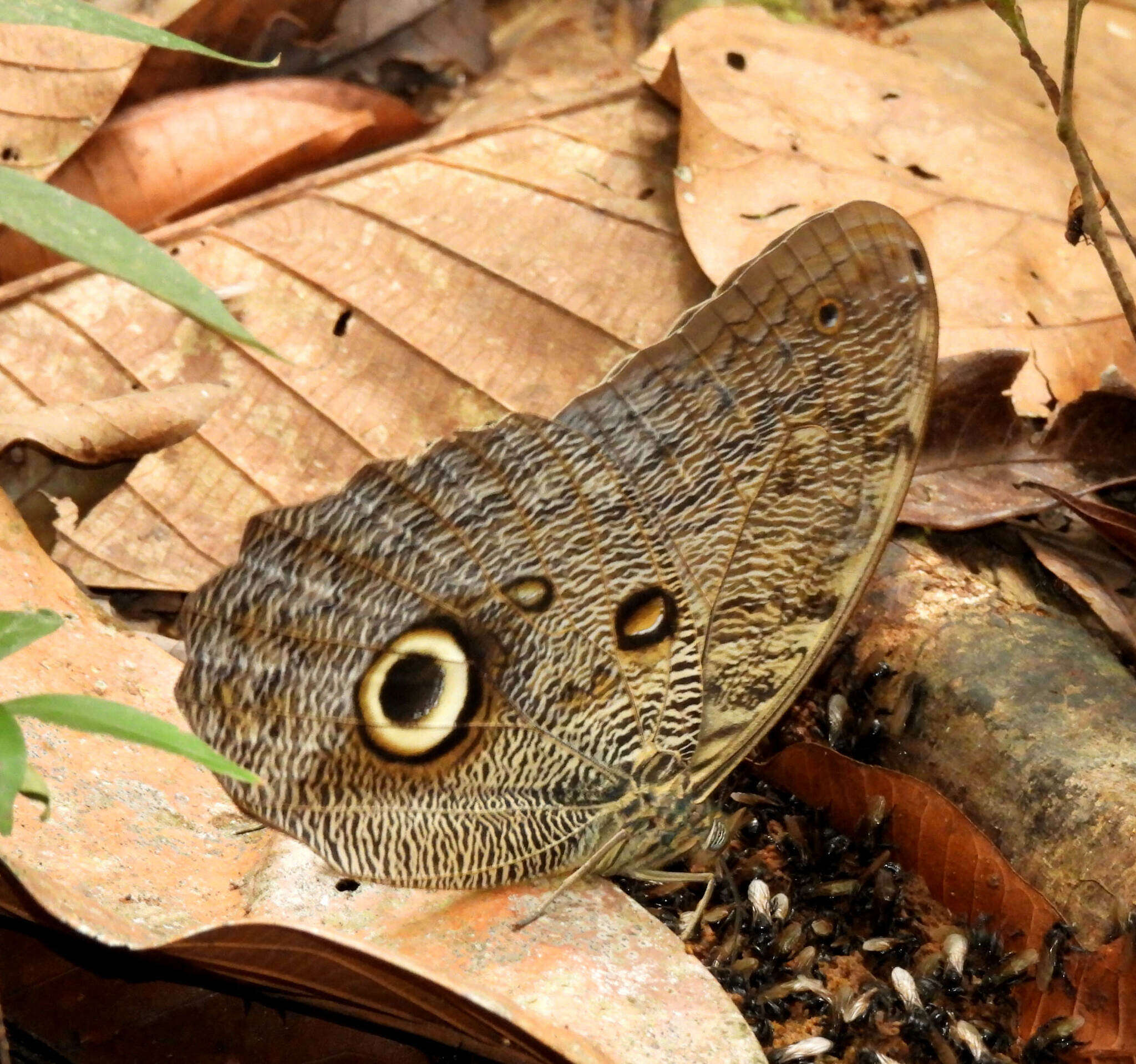 Plancia ëd Caligo eurilochus Cramer 1776