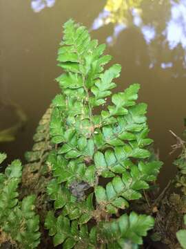 Image de Polystichum polyblepharum (Roem. ex Kunze) C. Presl