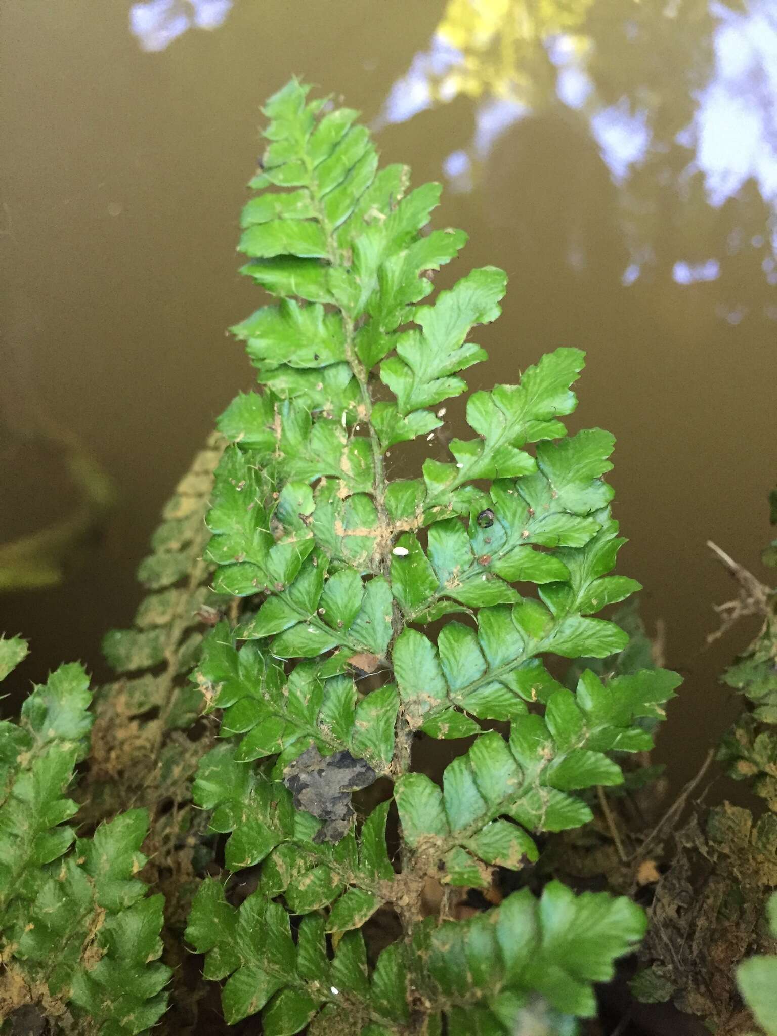 Image of Korean tasselfern