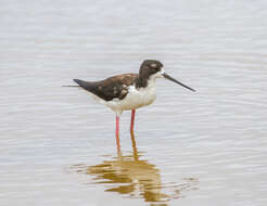 Image of Hawaiian stilt