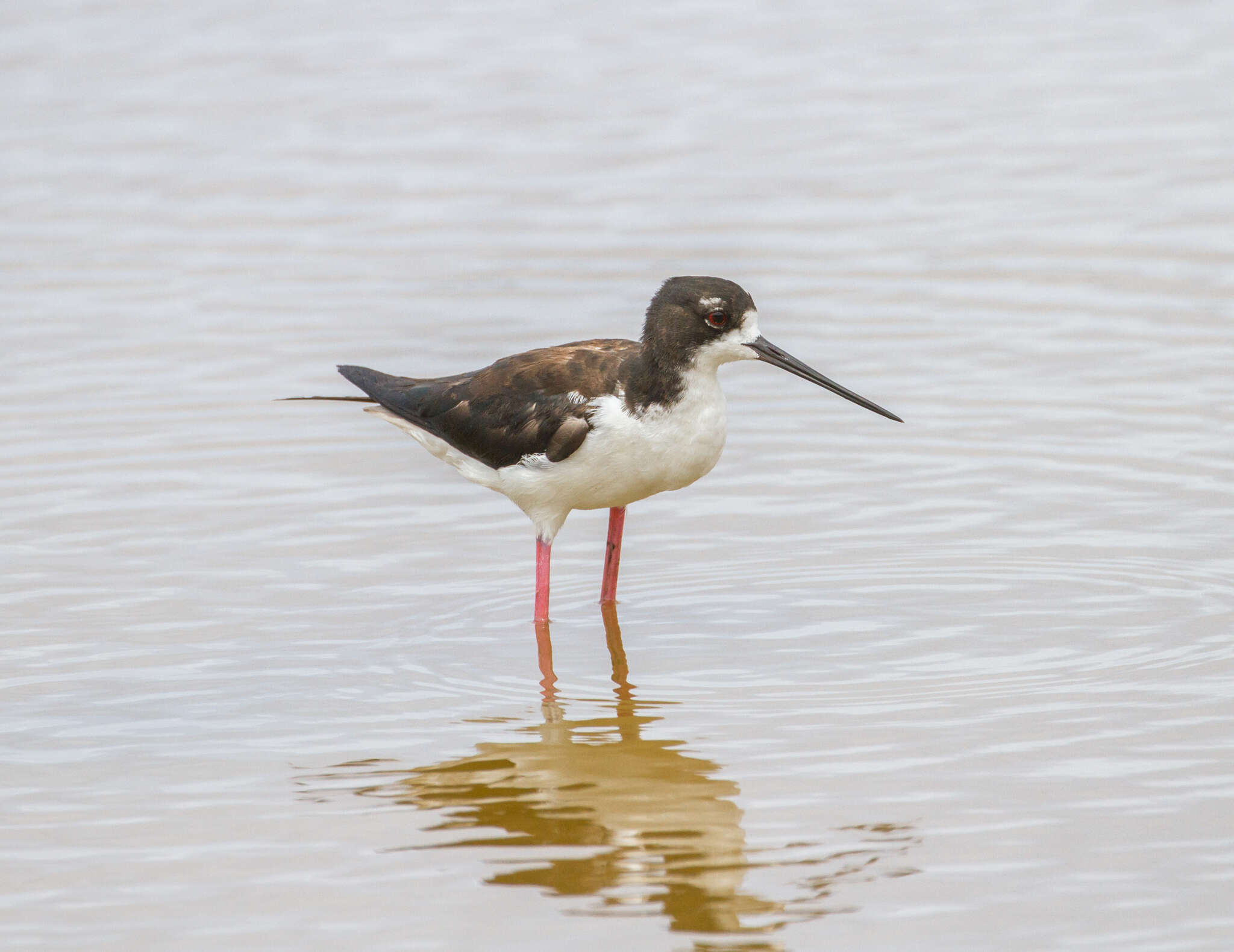 Image of Hawaiian stilt