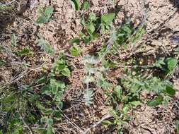 Image de Astragalus exscapus subsp. pubiflorus (DC.) Soó